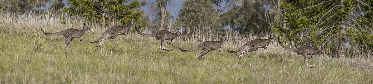 Image 8 Eastern grey kangaroo Photograph credit: Charles J. Sharp The eastern grey kangaroo (Macropus giganteus) is a marsupial found in the eastern third of Australia, with a population of several million. The eastern grey kangaroo is the second largest living marsupial and native land mammal in Australia, with adult males weighing around 50 to 66 kg (110 to 146 lb) and females weighing around 17 to 40 kg (37 to 88 lb). Like all kangaroos, it is mainly nocturnal and crepuscular, and is mostly seen early in the morning, or as the light starts to fade in the evening. In the middle of the day, kangaroos rest in the cover of the woodlands and graze there. Kangaroos are the only large mammals to hop on two legs as their primary means of locomotion. This multiple exposure photograph shows an eastern grey kangaroo hopping in Mount Annan, New South Wales. More selected pictures