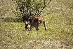 Eastern grey kangaroo along the Gibraltar Peak Trail in the Reserve