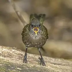 Juvenile P. o. lateralis