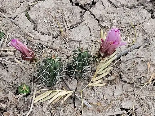 Plant growing in Mercedes, Texas
