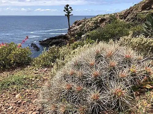 Plant growing in habitat in Ensenada, Baja California