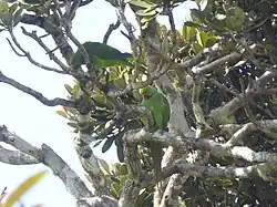 Photo of two parakeets in a tree