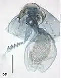 Female genitalia