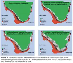 Estimated effects of sea level rise on the species composition and distribution of Florida's mangroves by 2100 under low, moderate, and severe scenarios.[8]