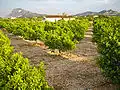Orange groves in El Verger.