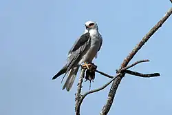 White-tailed kite
