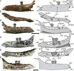 Dentary specimen of "VOD3", potentially belonging to Galleonosaurus
