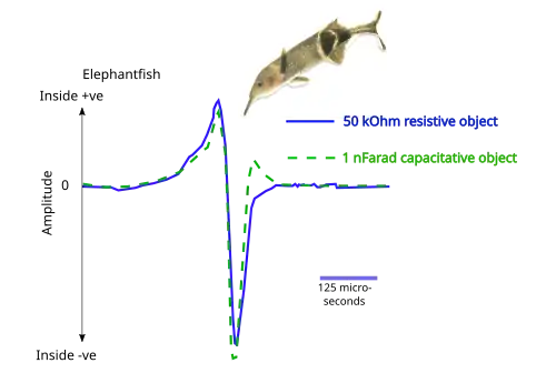 Electrolocation of capacitative and resistive objects in elephantfish. The fish emits brief pulses from its electric organ; its electroreceptors detect signals modified by the electrical properties of the objects around it.[1]