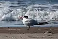 Winter plumage, Stinson Beach, California