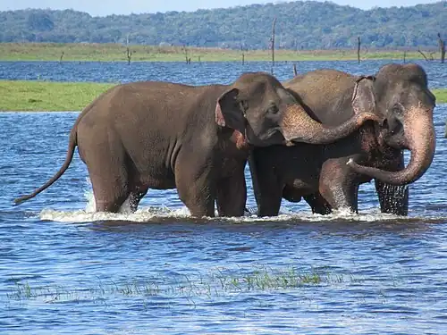 Elephants in Kaudulla Wewa at Kaudulla National Park