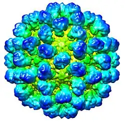 CryoEM reconstruction of "Rabbit hemorrhagic disease virus" (RHDV) capsid. EMDB entry EMD-1933