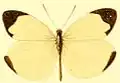 E. l. aphrodite male