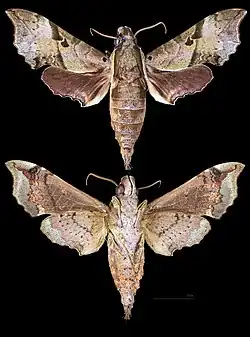 Enpinanga assamensis