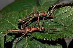 Males from Bako stock, the one in front lacks the spines on the abdomen