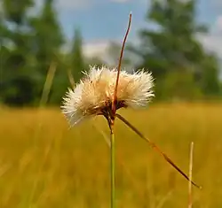 Eriophorum virginicum with fruiting head