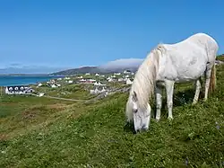 Eriskay pony with the coastal village of Rubha Ban and the Isle of South Uist in the background.