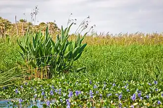 Flowering marshes