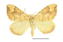 Mounted specimen