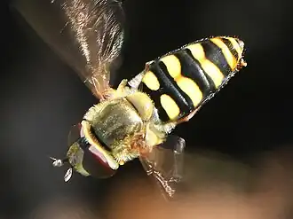 Western aphideater