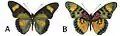 E. s. sarcoptera male dorsal (a); ventral (b)