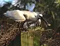 Eurasian spoonbill (Platalea leucorodia) in Zooparc de Trégomeur, 2025
