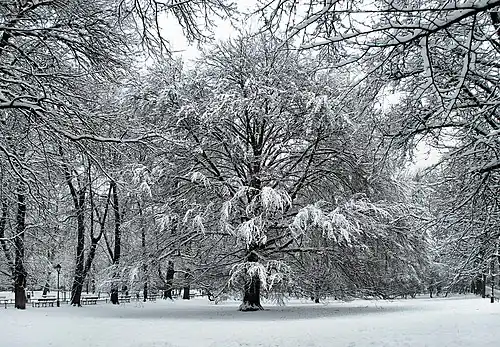 Park in winter
