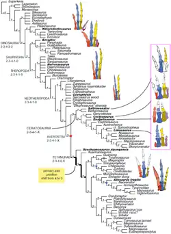 Diagram showing the evolution of the theropod hand