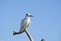 White tern