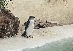 Little penguins