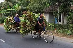 Farmers hauling corn stalks by bicycle in southeast Asia