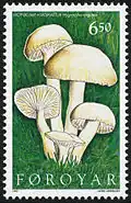 FR 305: Moyggjar-vakshattur (Hygrocybe virginiae)