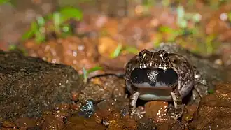 1. Preparing to vocalise - front view