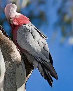 Female galah (Eolophus roseicapilla) with raised crest