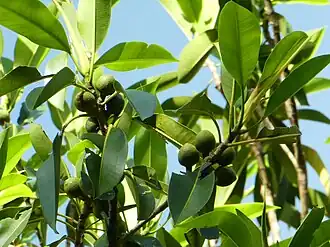 Foliage and immature fruit