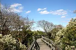 Wooden walkway between trees