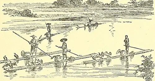 Fishing with cormorants in China, c. 1894
