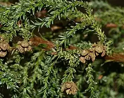 Mature seed cones with open scales.