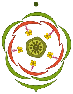 floral diagram of Anagallis arvensis