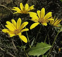 Three yellow daisy-like flowers above a small sharply toothed leaf
