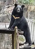 Formosan black bear