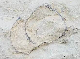 Horizontal section of articulated C. deformis (Fort Hays ls.)