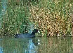 ʻAlae keʻokeʻo with red frontal shield