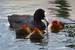 Eurasian coot, Vaxholm, Stockholm