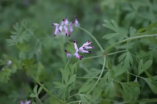 Inflorescence and mature leaves