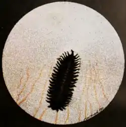 Martineta tinamou, Calodroma elegans