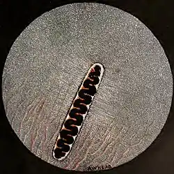 Nycticorax nycticorax