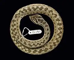 Atai viper specimen curled in a circle