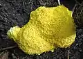 Scrambled egg slime mould, Fuligo septica