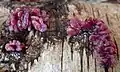 Purple jellydisc fungus, Ascocoryne sarcoides on birch log