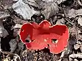 Scarlet elf cup fungus, Sarcoscypha austriaca